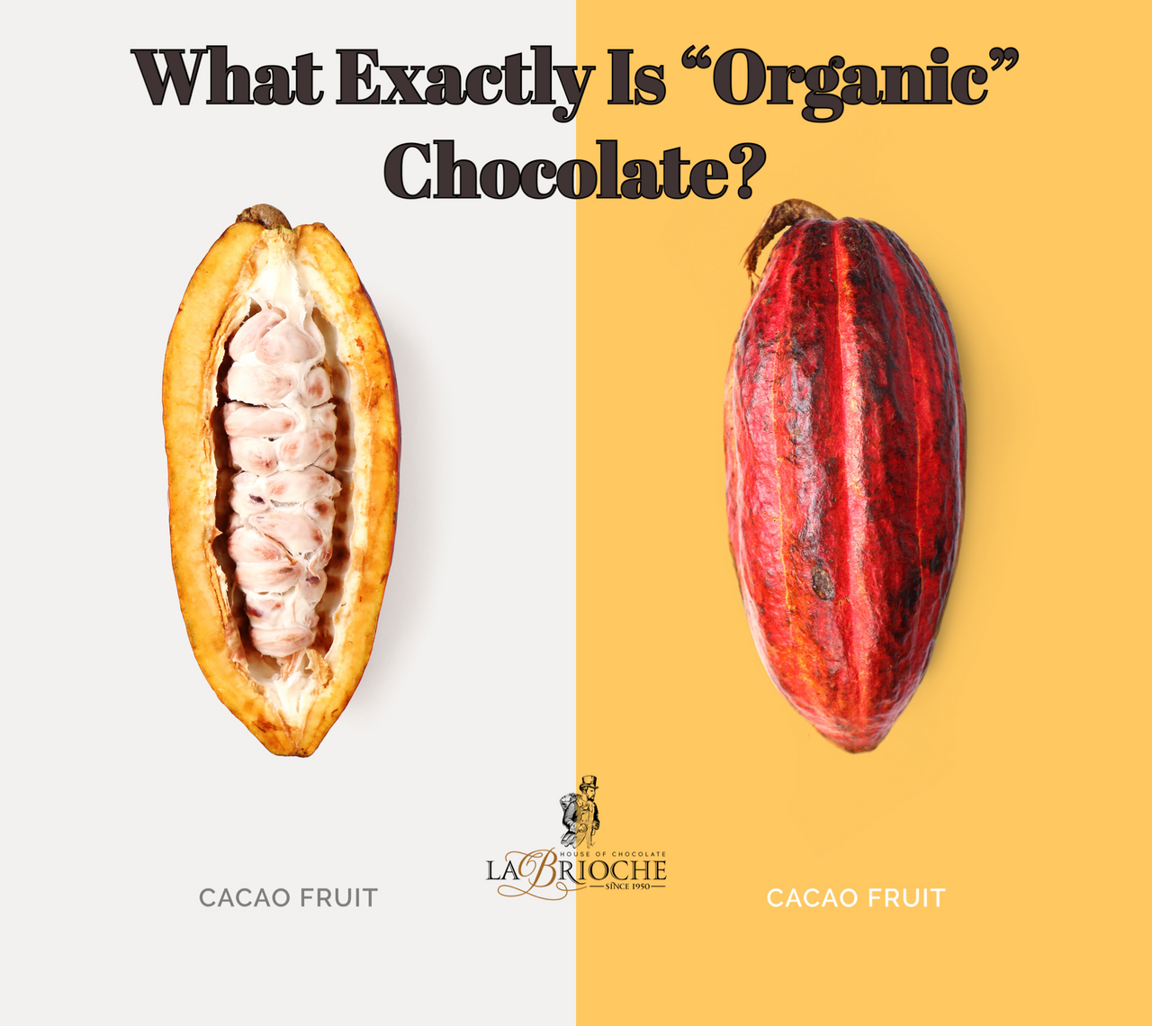 What Exactly Is “Organic” Chocolate?