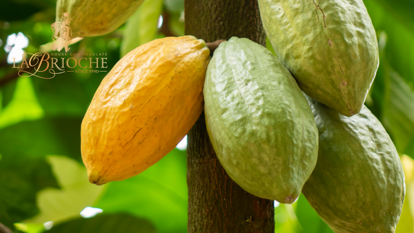 How Are Cocoa Plants Grown?